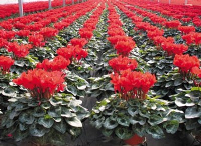 002041登海種業(yè)微跌1.15% 成果轉讓背景下的市場反應分析