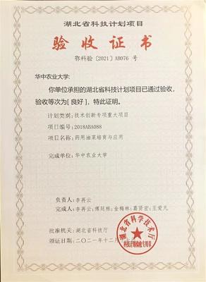 從抗疫良方到餐桌新寵 武漢成功試種抗病毒板藍根青菜“菘油1號”